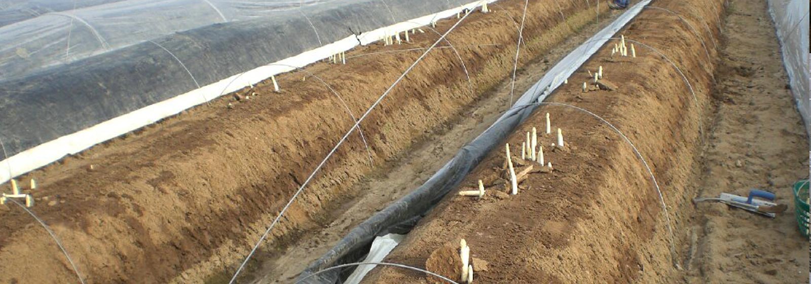 Fränkischer Spargel aus Lindach