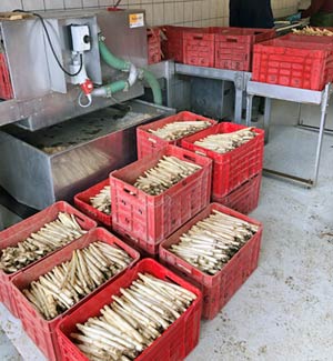 weißer Spargel Hofverkauf